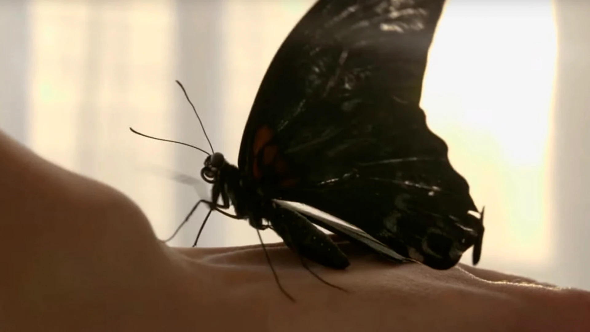 Семён Комаров